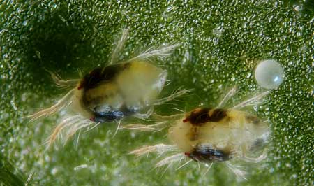 two-spotted-spider-mite-adult-with-egg-species-tetranychus-urticae-cannabis-growers-worst-nightmare-sm